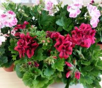 Plant sale pots.jpg