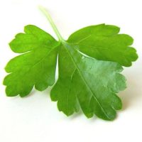 Coriander Group.jpg